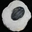 Really Nice Hollardops Trilobite - #10507-4